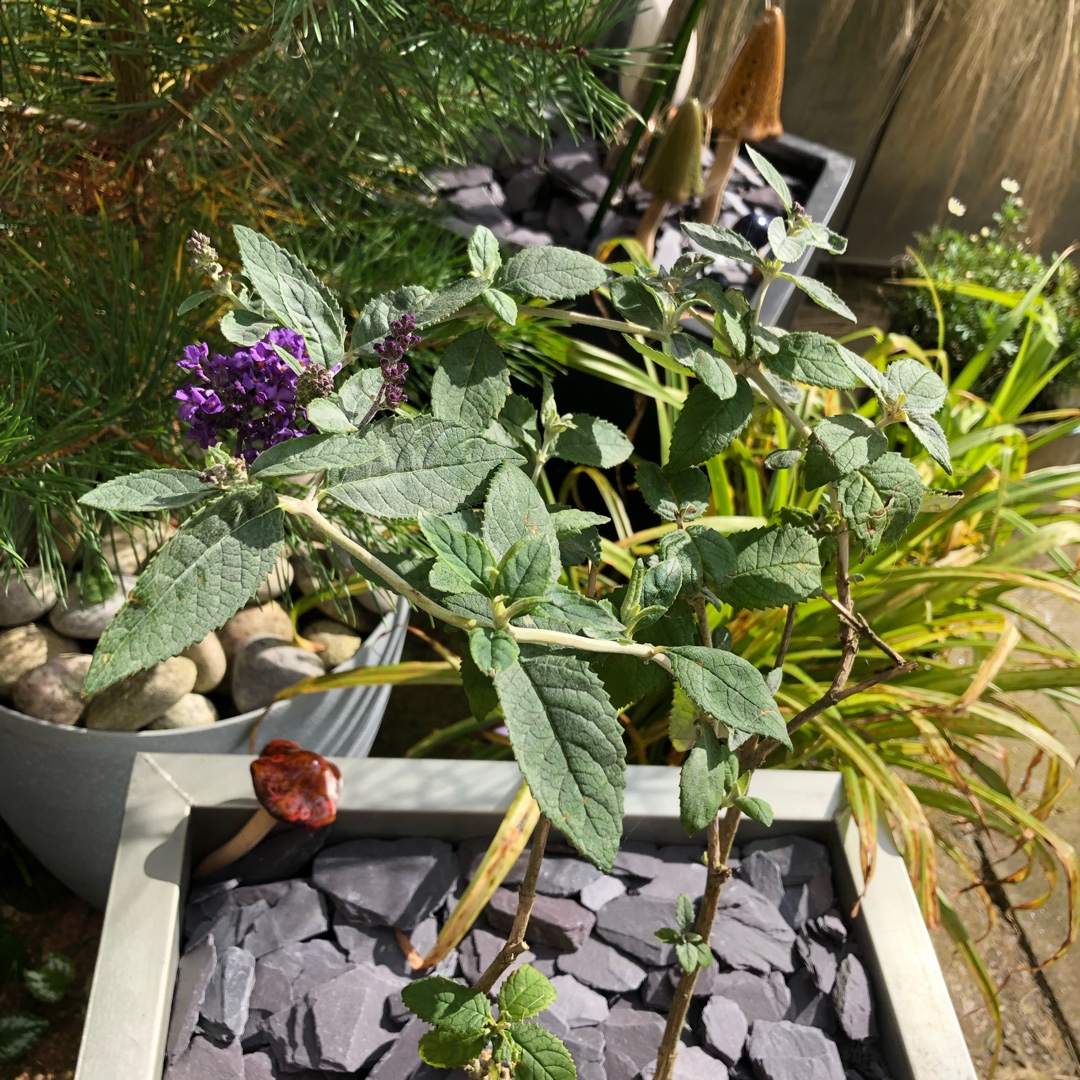 Buddleja Podaras 8 (Flutterby Petite Series) syn. Buddleja Flutterby Petite Blue Heaven in the GardenTags plant encyclopedia Butterfly Bush Flutterby Petite Blue Heaven in the GardenTags plant encyclopedia