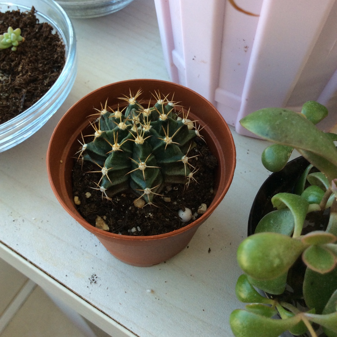 Echinopsis Aurea in the GardenTags plant encyclopedia Golden Easter Lily Cactus in the GardenTags plant encyclopedia
