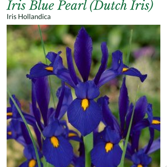 Iris x hollandica Blue Pearl in the GardenTags plant encyclopedia Dutch Iris Blue Pearl in the GardenTags plant encyclopedia