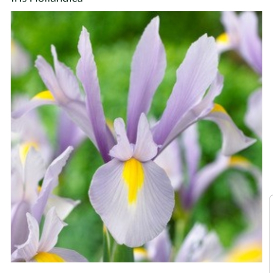 Iris x hollandica King Mauve in the GardenTags plant encyclopedia Dutch Iris King Mauve in the GardenTags plant encyclopedia
