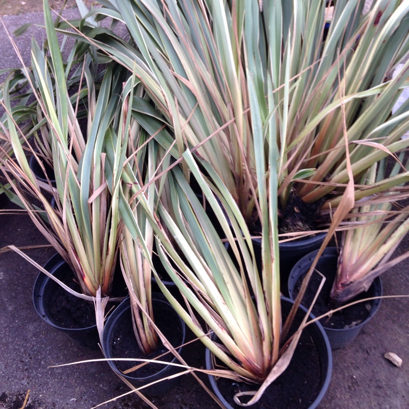 Phormium tenax Variegata, Variegated New Zealand Flax in GardenTags ...