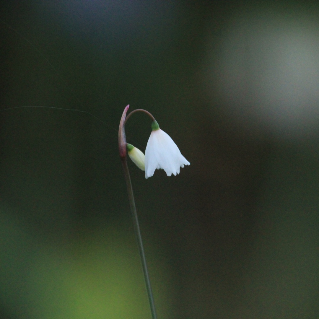 Acis autumnalis September Snow in the GardenTags plant encyclopedia Autumn Snowflake September Snow in the GardenTags plant encyclopedia