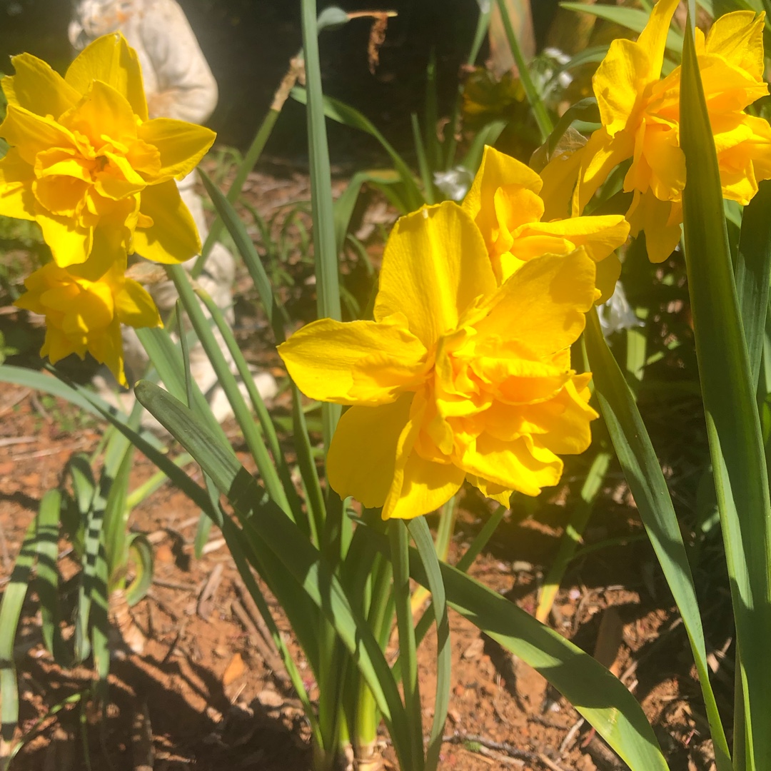 Narcissus Double Smiles in the GardenTags plant encyclopedia Daffodil Double Smiles (Double) in the GardenTags plant encyclopedia