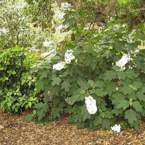 Hydrangea quercifolia in the GardenTags plant encyclopedia Oak-Leaf Hydrangea in the GardenTags plant encyclopedia