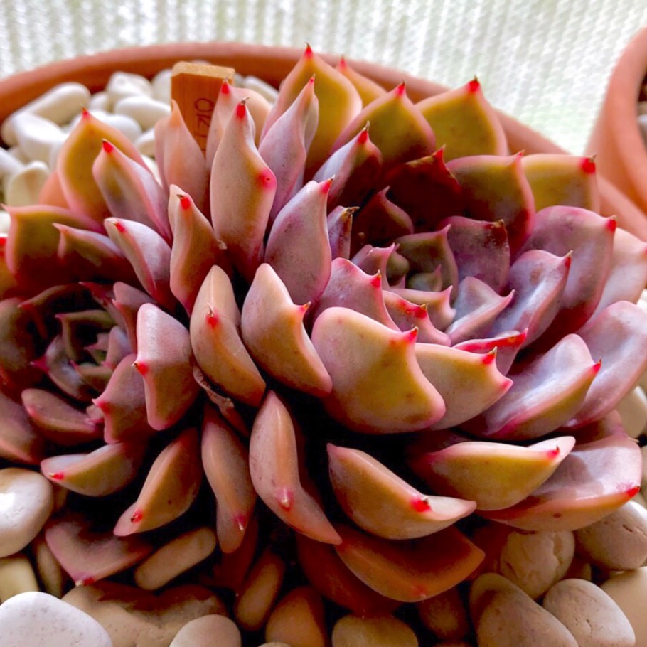Echeveria Peerless in the GardenTags plant encyclopedia Echeveria Peerless in the GardenTags plant encyclopedia