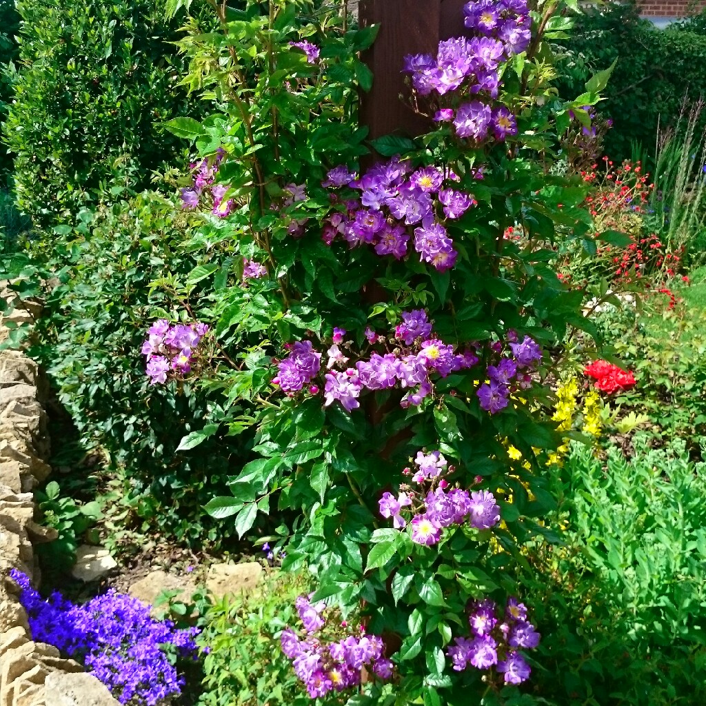 Rosa Veilchenblau in the GardenTags plant encyclopedia Rose Veilchenblau (Rambler) in the GardenTags plant encyclopedia