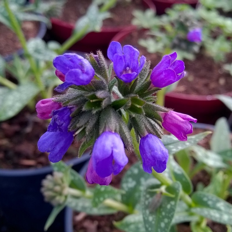 Pulmonaria longifolia Roy Davidson in the GardenTags plant encyclopedia Lungwort Roy Davidson in the GardenTags plant encyclopedia