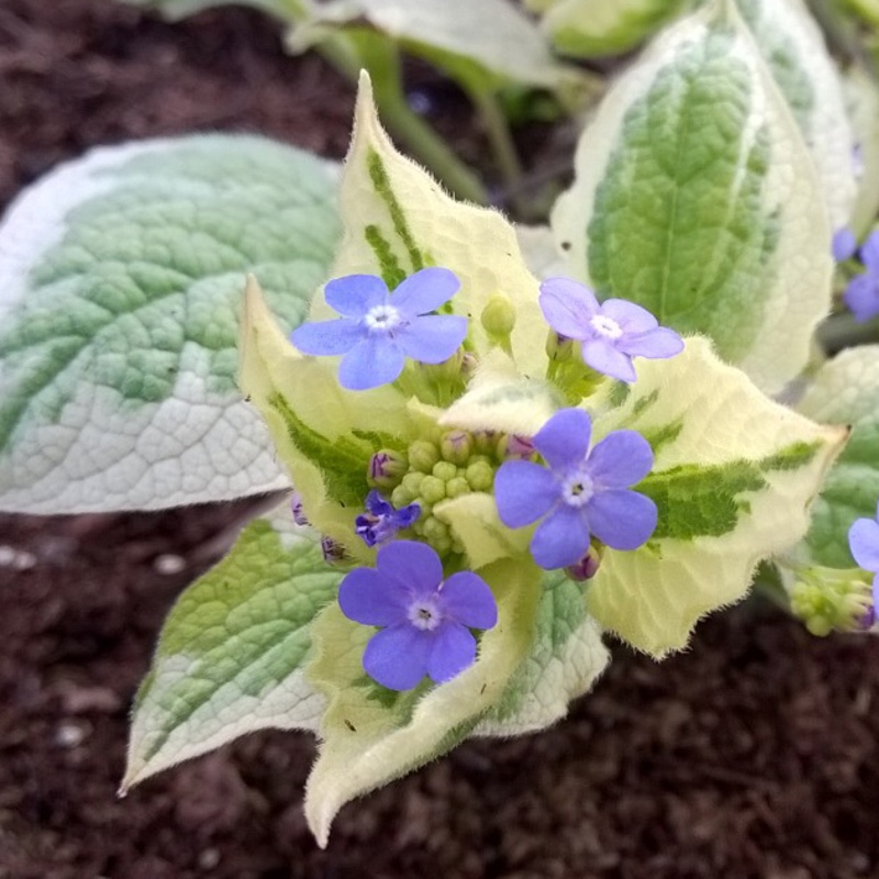 Brunnera macrophylla Dawsons White syn. Brunnera macrophylla Variegata in the GardenTags plant encyclopedia Siberian Bugloss Dawsons White in the GardenTags plant encyclopedia