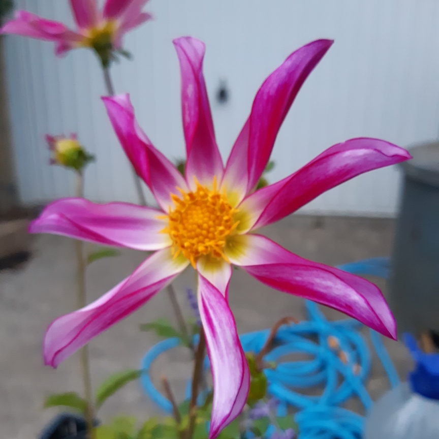 Dahlia Honka Rose in the GardenTags plant encyclopedia Dahlia Honka Rose (Single Orchid) in the GardenTags plant encyclopedia