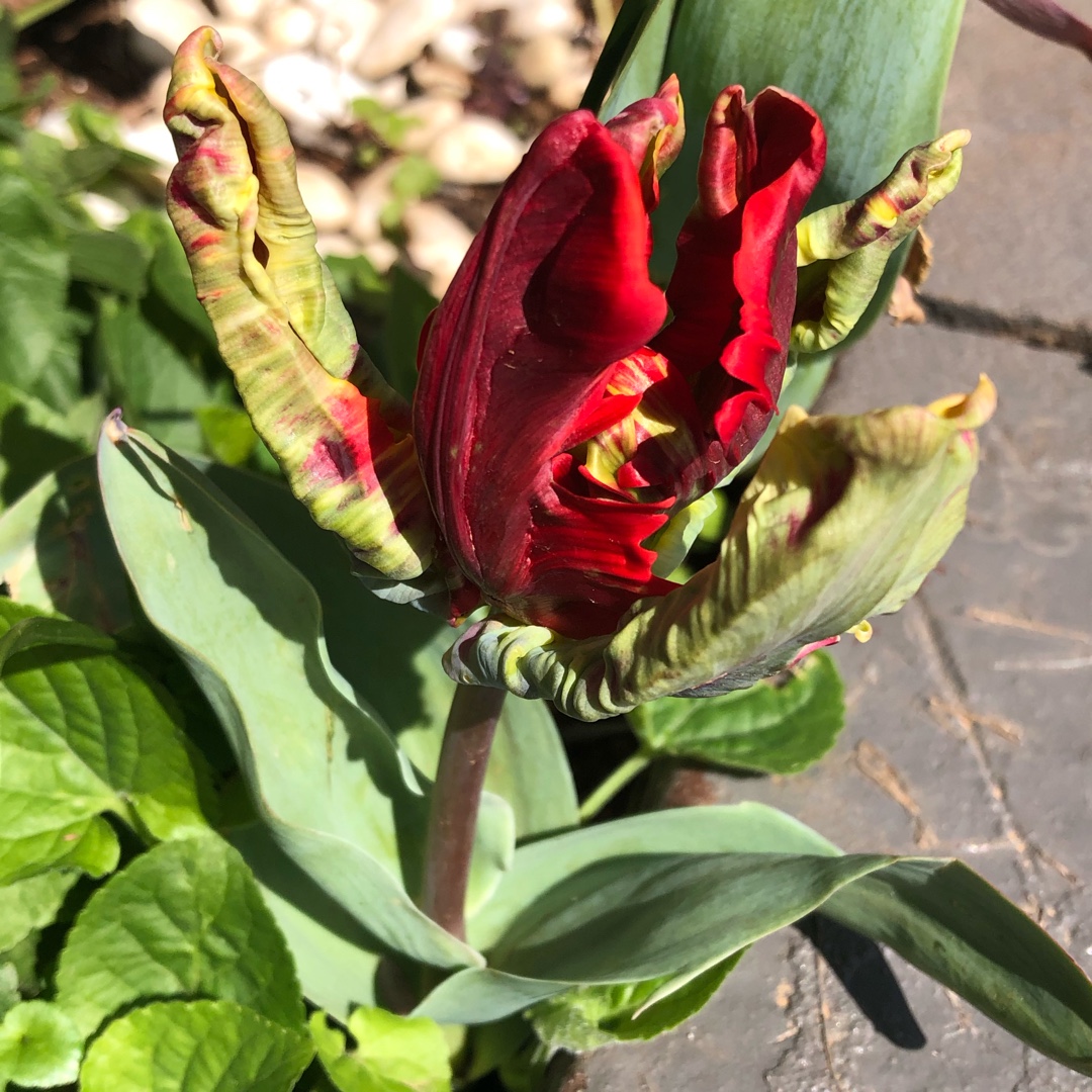 Tulipa Lucky Parrot in the GardenTags plant encyclopedia Tulip Lucky Parrot (Parrot) in the GardenTags plant encyclopedia