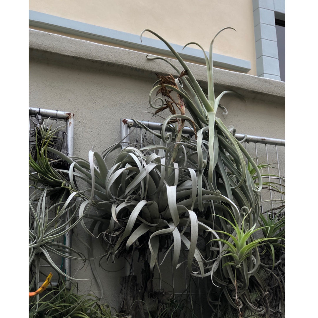 Tillandsia duratii in the GardenTags plant encyclopedia Airplant (Species) Tillandsia duratii in the GardenTags plant encyclopedia