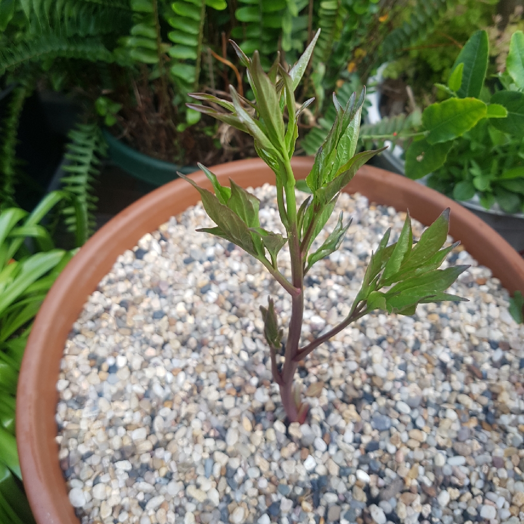 Paeonia lactiflora Felix Supreme in the GardenTags plant encyclopedia Peony Felix Supreme (Herbaceous) in the GardenTags plant encyclopedia
