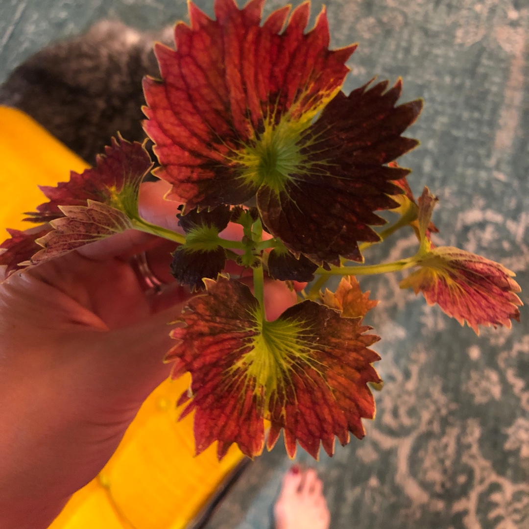 Solenostemon scutellarioides Tilt A Whirl (Stained Glassworks Series) in the GardenTags plant encyclopedia Coleus Tilt A Whirl in the GardenTags plant encyclopedia