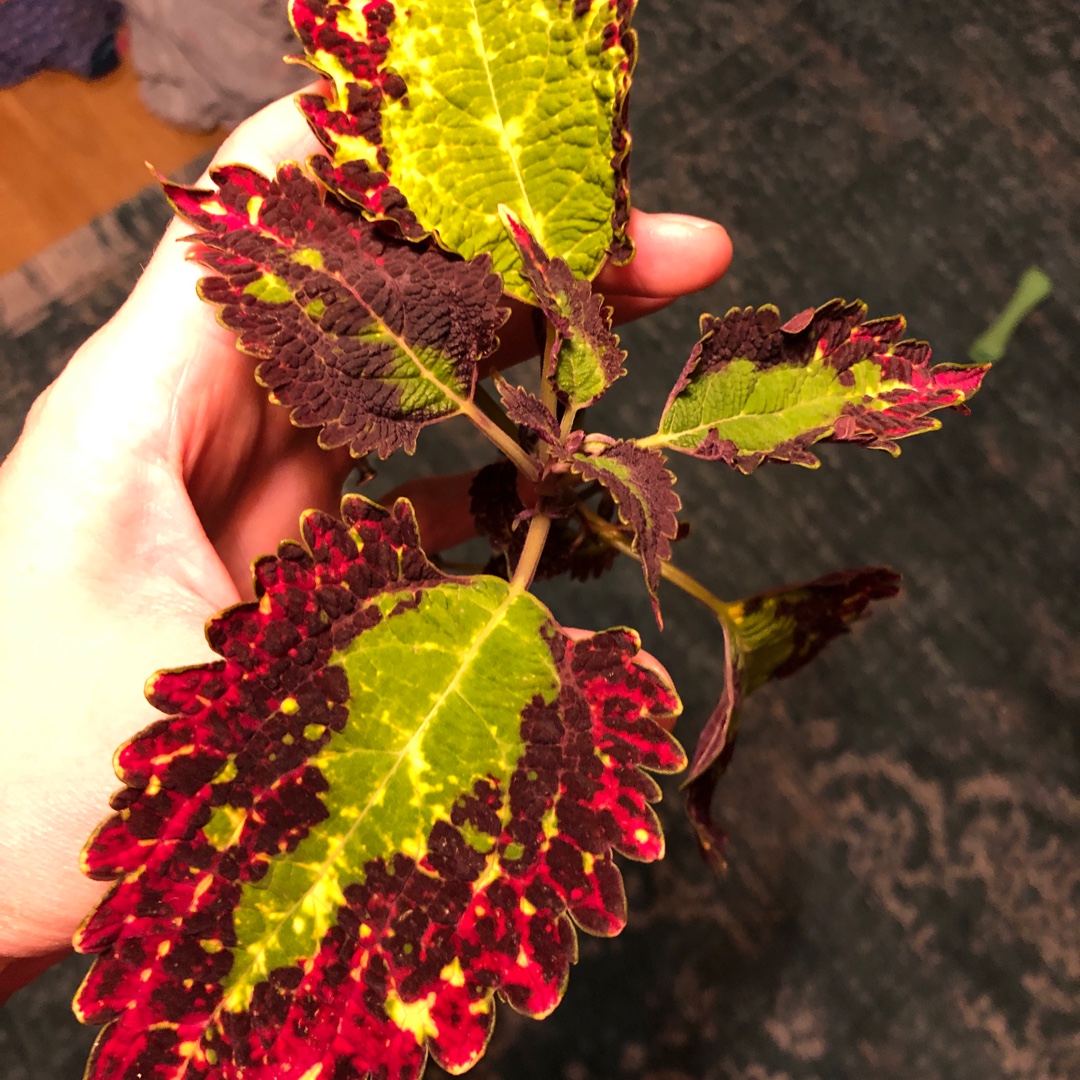 Solenostemon scutellarioides Cracklin Rosie in the GardenTags plant encyclopedia Coleus Cracklin Rosie in the GardenTags plant encyclopedia