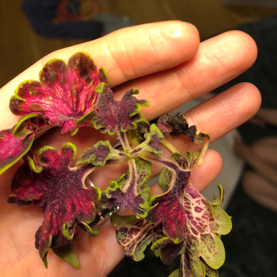 Solenostemon scutellarioides Prince Bishop in the GardenTags plant encyclopedia Coleus Prince Bishop in the GardenTags plant encyclopedia