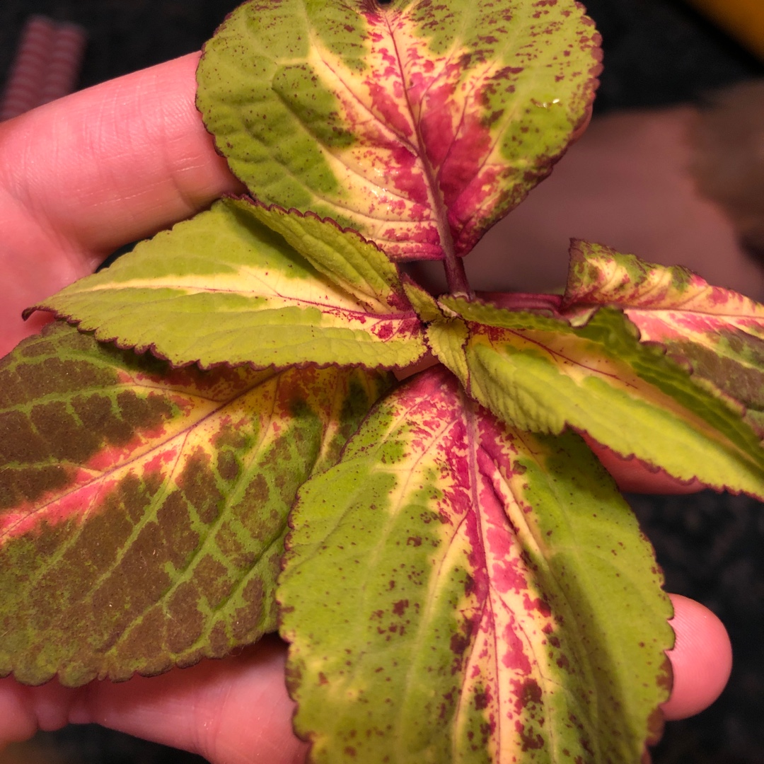 Solenostemon scutellarioides Premium Sun Rose To Lime Magic (Premium Sun Series) in the GardenTags plant encyclopedia Coleus Premium Sun Rose To Lime Magic in the GardenTags plant encyclopedia