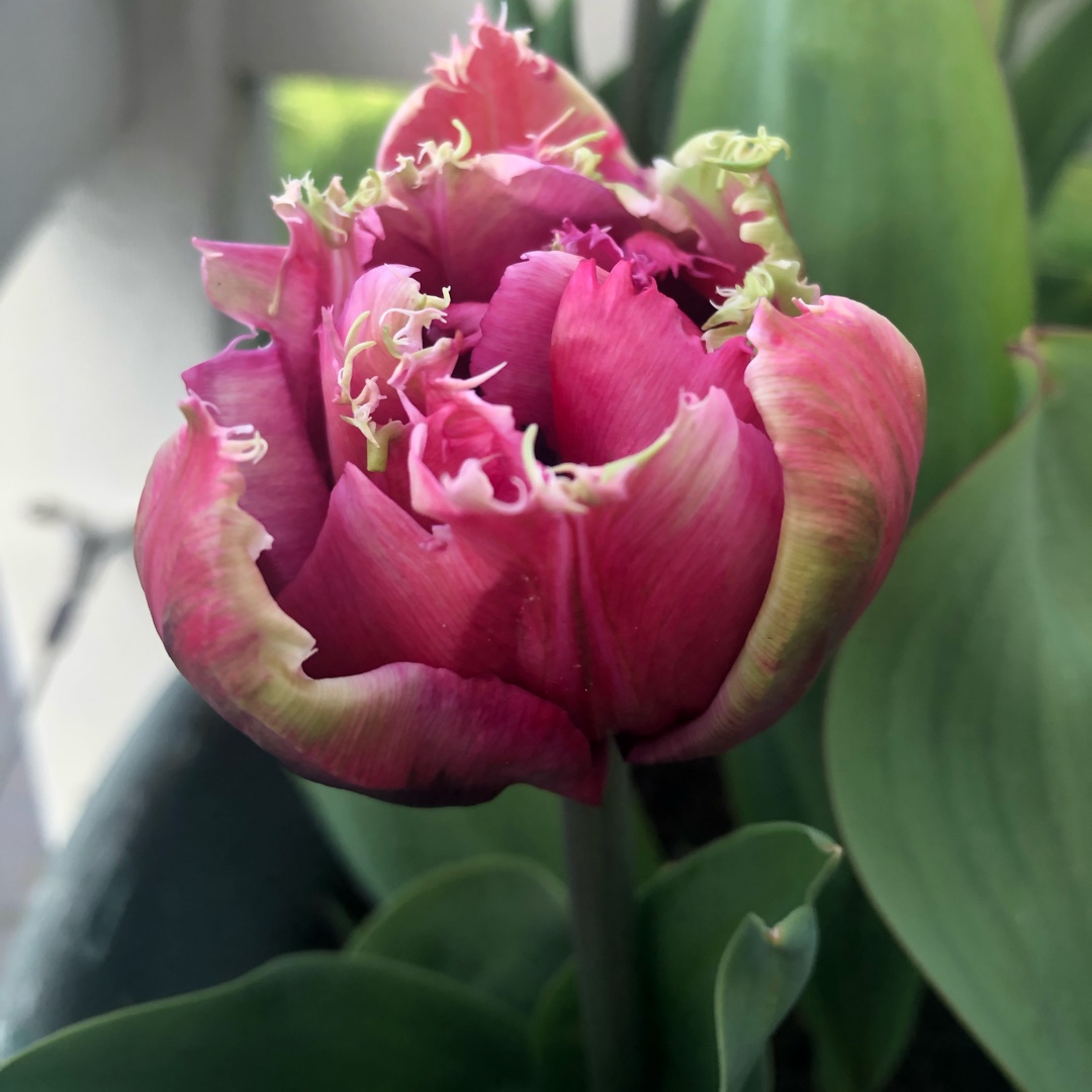 Tulipa Mascotte in the GardenTags plant encyclopedia Tulip Mascotte (Fringed) in the GardenTags plant encyclopedia