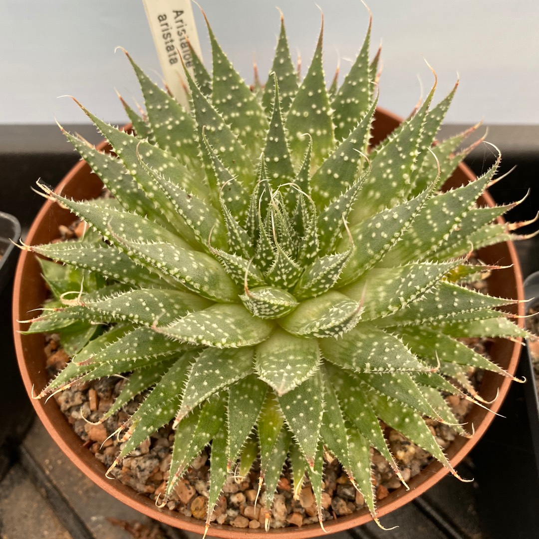 Aristaloe Aristata (formerly Aloe Aristata) in the GardenTags plant encyclopedia Lace Aloe in the GardenTags plant encyclopedia