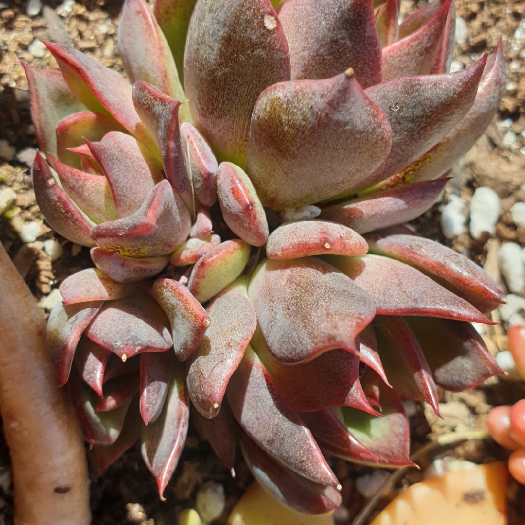 Echeveria Nightfall in the GardenTags plant encyclopedia Echeveria Nightfall in the GardenTags plant encyclopedia
