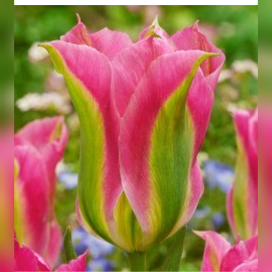 Tulipa Virichic in the GardenTags plant encyclopedia Tulip Virichic (Viridiflora) in the GardenTags plant encyclopedia