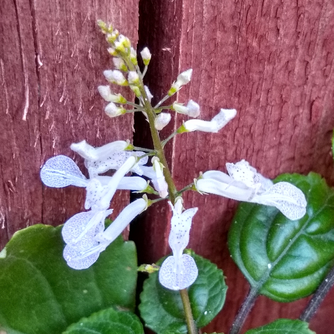 Plectranthus verticillatus in the GardenTags plant encyclopedia Swedish Ivy in the GardenTags plant encyclopedia