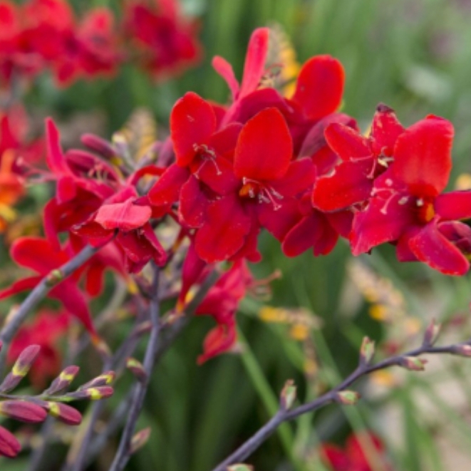 Crocosmia Hellfire in the GardenTags plant encyclopedia Montbretia Hellfire in the GardenTags plant encyclopedia