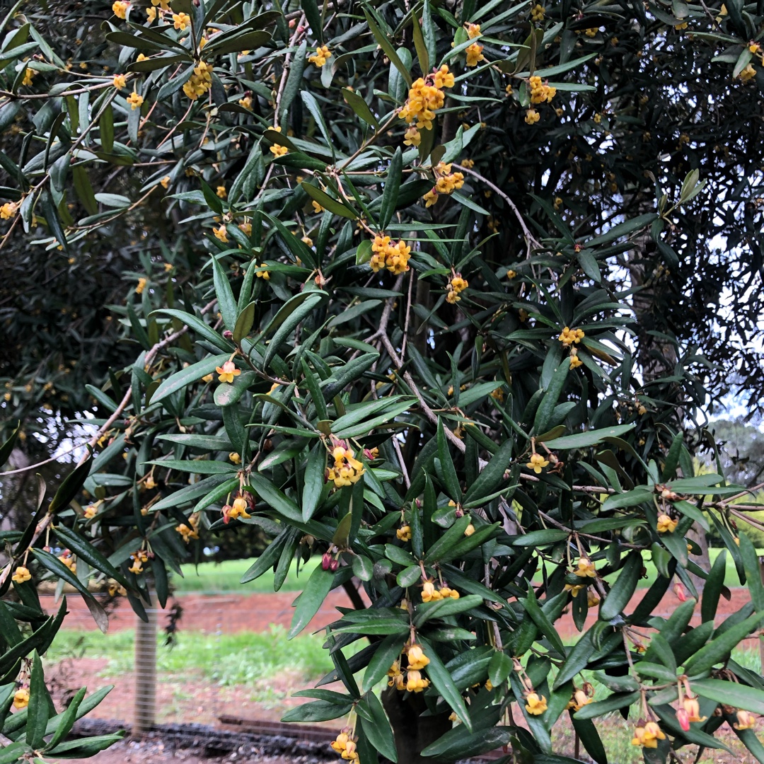 Pittosporum bicolor in the GardenTags plant encyclopedia Banyalla in the GardenTags plant encyclopedia