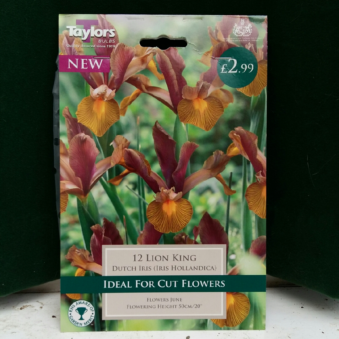 Iris x hollandica Lion King in the GardenTags plant encyclopedia Dutch Iris Lion King in the GardenTags plant encyclopedia
