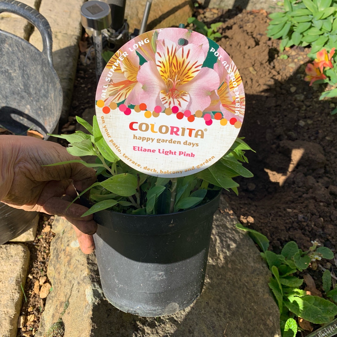 Alstroemeria Zaprieliali (Princess Series) syn. Alstroemeria Princess Eliane Light Pink, Alstroemeria Colorita Eliane Light Pink in the GardenTags plant encyclopedia Peruvian Lily Princess Eliane Light Pink in the GardenTags plant encyclopedia