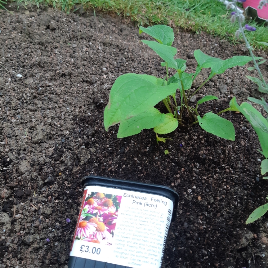 Echinacea purpurea Feeling Pink in the GardenTags plant encyclopedia Coneflower Feeling Pink in the GardenTags plant encyclopedia