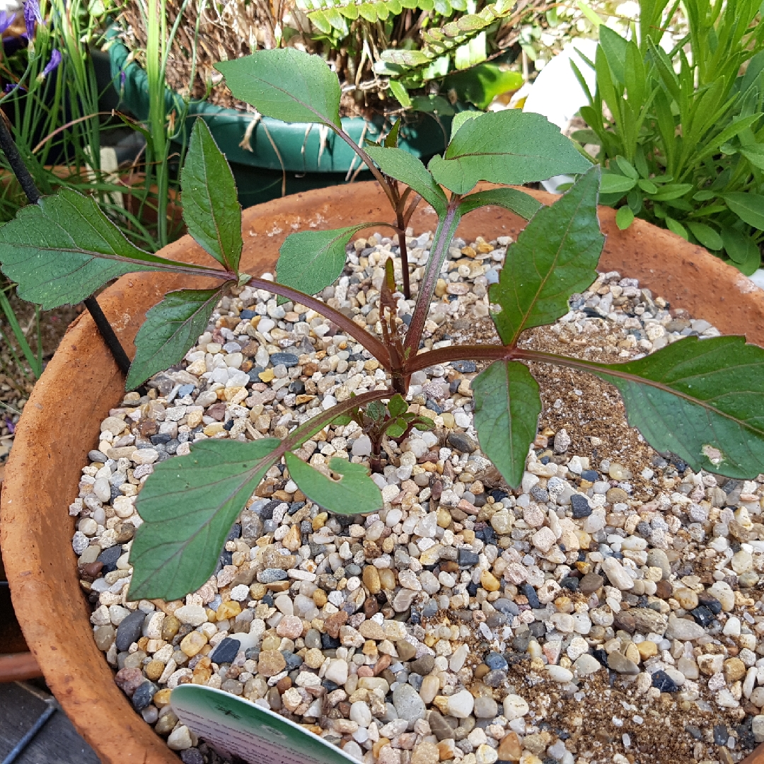 Dahlia Love Affair (Single) in the GardenTags plant encyclopedia