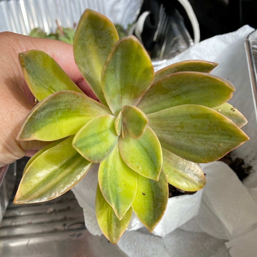 xGraptoveria Fred Ives Variegated Form in the GardenTags plant encyclopedia Graptoveria Fred Ives Variegata in the GardenTags plant encyclopedia