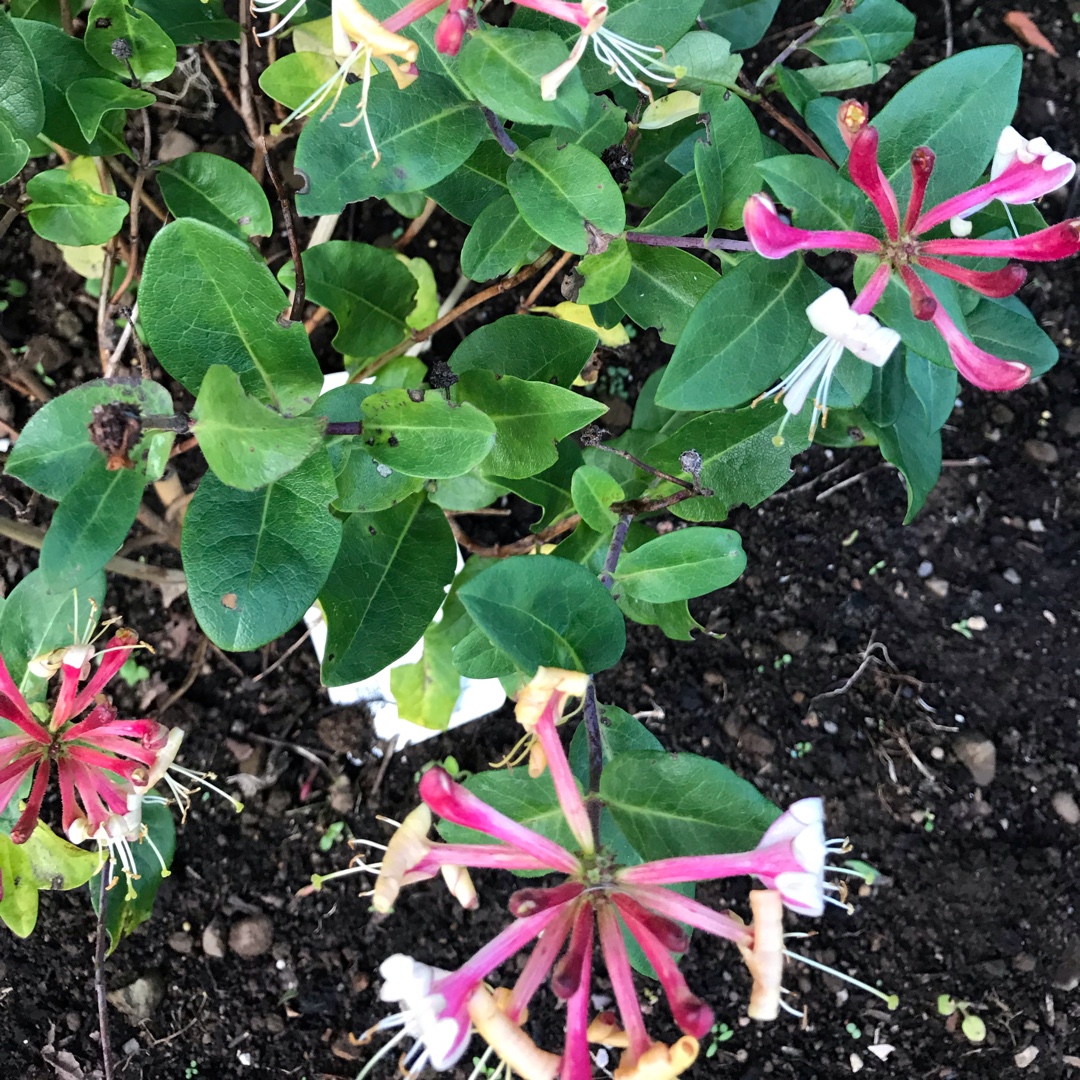 Lonicera periclymenum Inov86 syn. Lonicera periclymenum Caprilia Imperial, Lonicera periclymenum Peaches and Cream in the GardenTags plant encyclopedia Honeysuckle Caprilia Imperial in the GardenTags plant encyclopedia