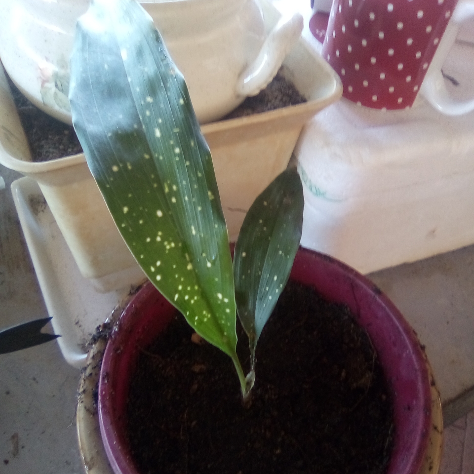 Aspidistra vietnamensis Ginga syn. Aspidistra elatior Milky Way, Aspidistra sichuanensis Ginga, Aspidistra elatior Shooting Stars in the GardenTags plant encyclopedia Cast-Iron Plant Ginga in the GardenTags plant encyclopedia