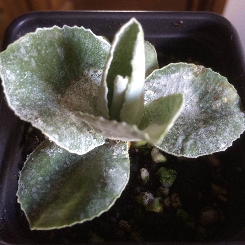 Primula auricula Old Gold Dusty Miller in the GardenTags plant encyclopedia Auricula Old Gold Dusty Miller in the GardenTags plant encyclopedia