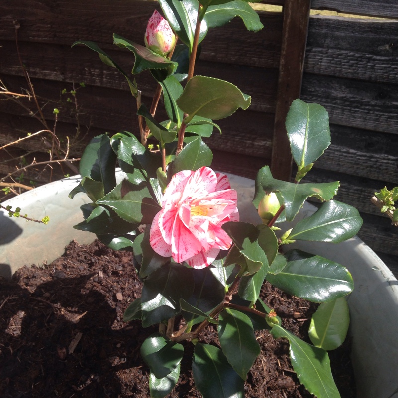 Camellia japonica Betty Foy Sanders in the GardenTags plant encyclopedia Camellia Betty Foy Sanders in the GardenTags plant encyclopedia