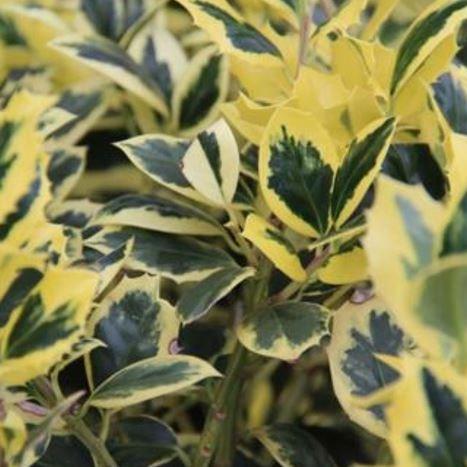 Ilex aquifolium Golden van Tol in the GardenTags plant encyclopedia Common Holly Golden van Tol in the GardenTags plant encyclopedia
