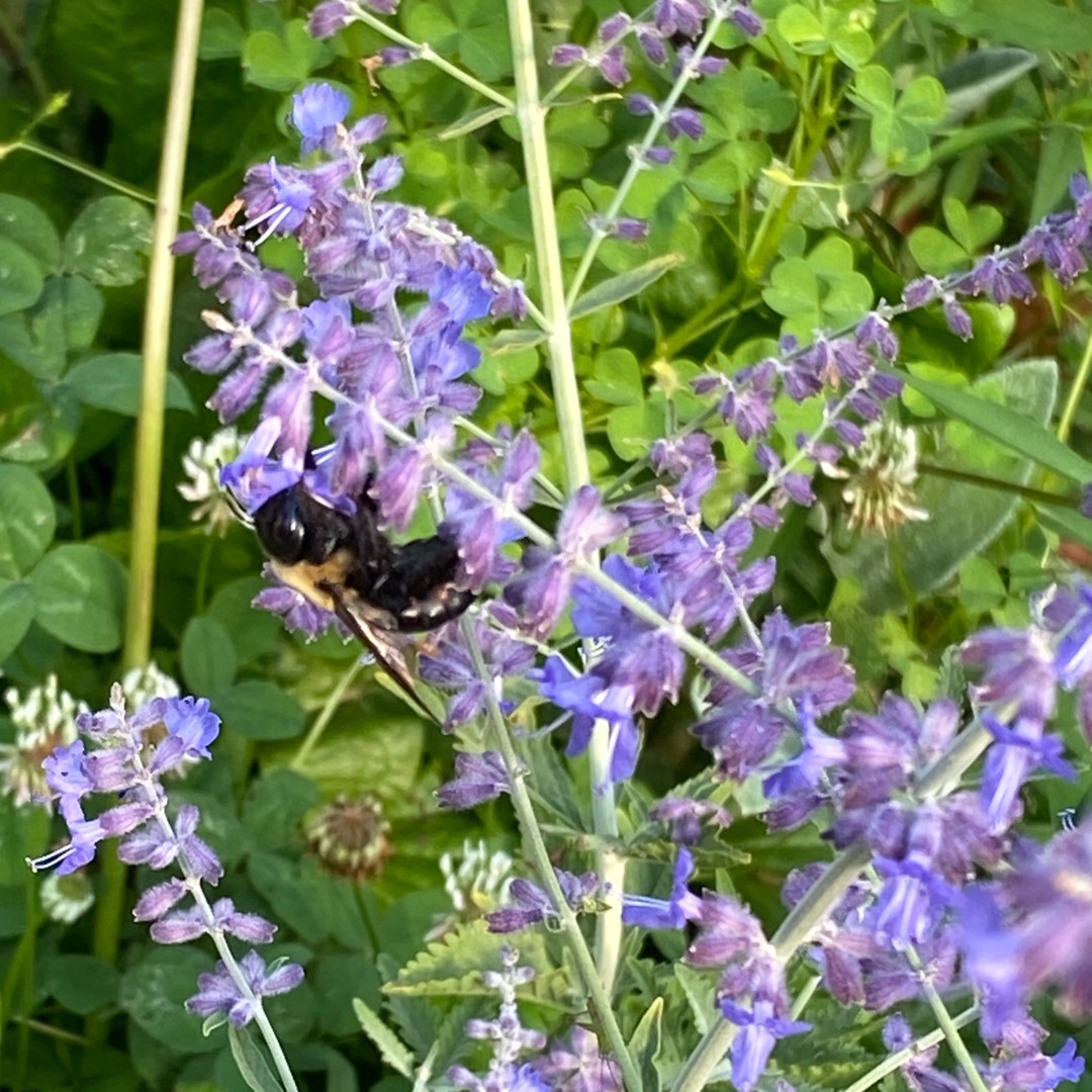 Salvia yangii CrazyBlue syn. Perovskia atriplicifolia CrazyBlue in the GardenTags plant encyclopedia Russian Sage CrazyBlue in the GardenTags plant encyclopedia