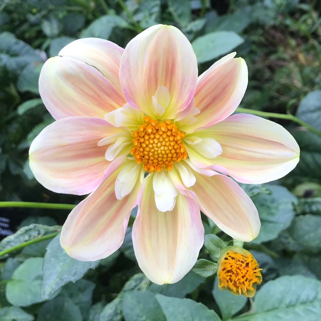 Dahlia April Heather in the GardenTags plant encyclopedia Dahlia April Heather (Collerette) in the GardenTags plant encyclopedia