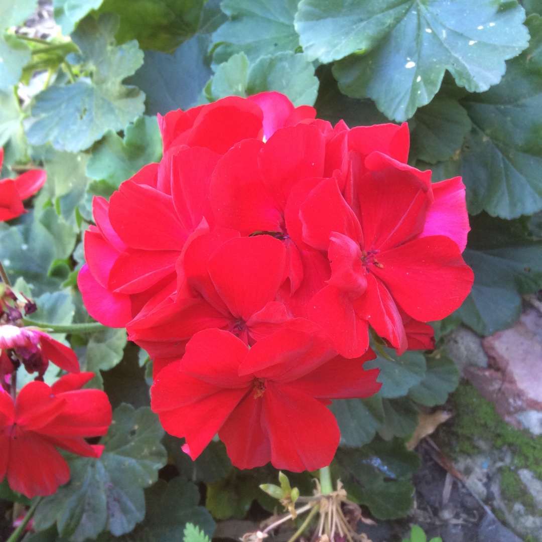 Pelargonium Calliope Big Red (Calliope Big Series) in the GardenTags plant encyclopedia Pelargonium Calliope Big Red (Interspecific) in the GardenTags plant encyclopedia