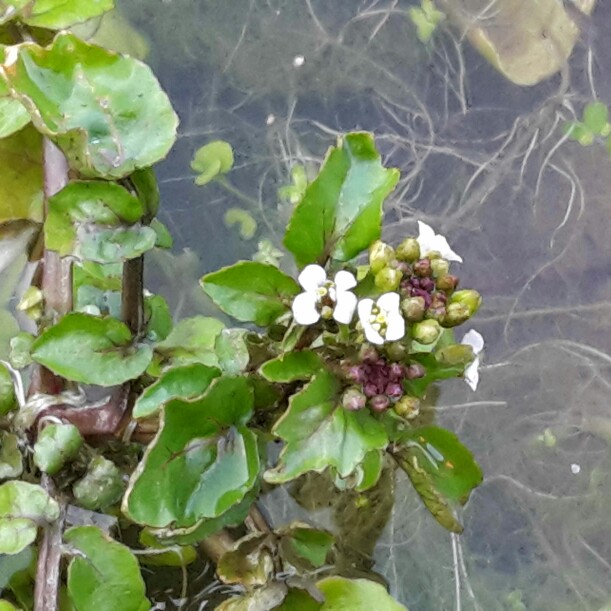 Nasturtium officinale in the GardenTags plant encyclopedia Watercress in the GardenTags plant encyclopedia