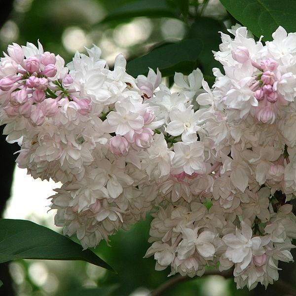 Syringa vulgaris Krasavitsa Moskvy syn. Syringa vulgaris Beauty Of Moscow in the GardenTags plant encyclopedia Lilac Krasavitsa Moskvy in the GardenTags plant encyclopedia