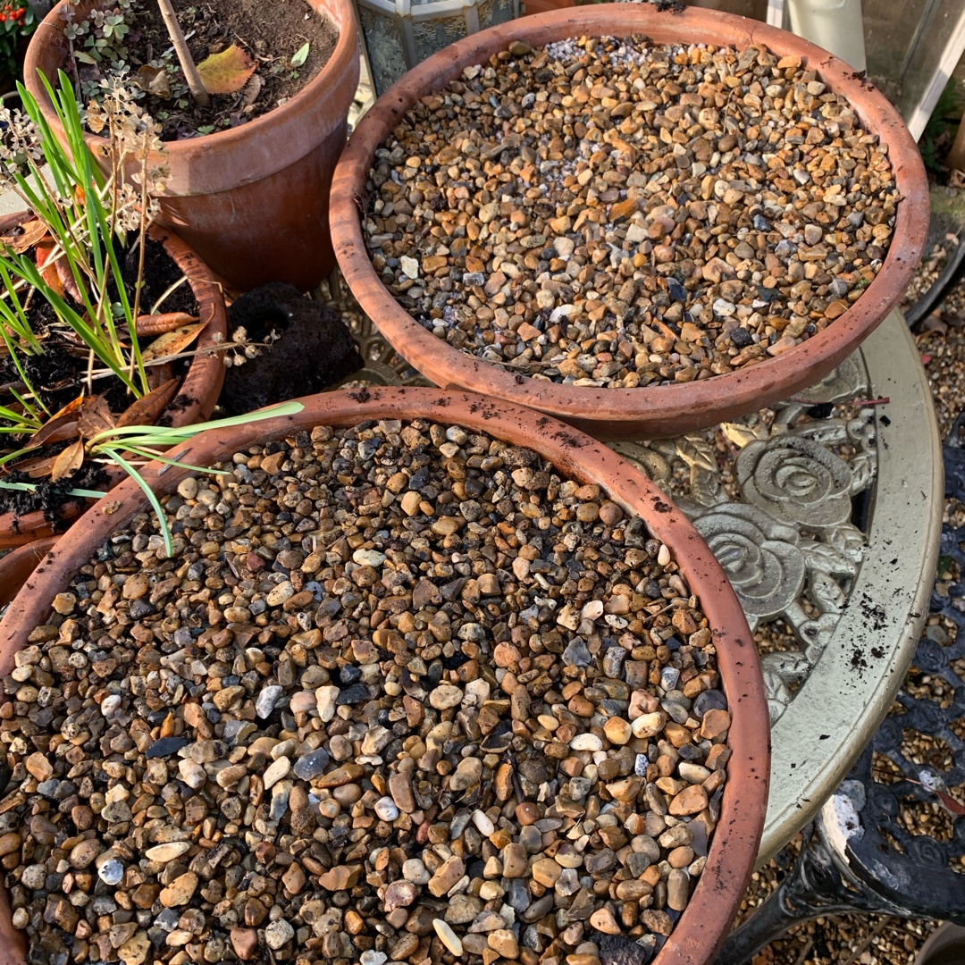 Muscari armeniacum Touch of Snow in the GardenTags plant encyclopedia Grape Hyacinth Touch of Snow in the GardenTags plant encyclopedia