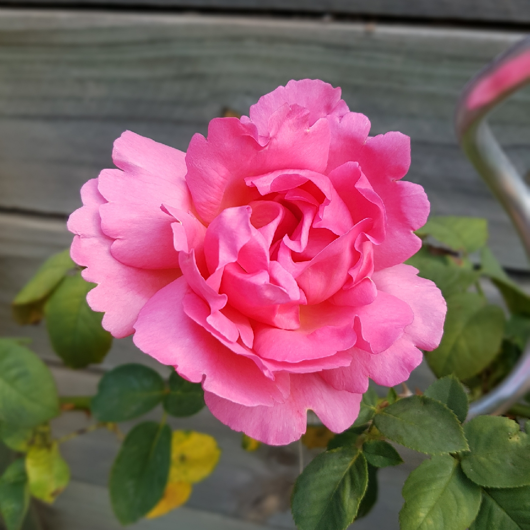 Rosa Meitatamit syn. Rosa Childs Play in the GardenTags plant encyclopedia Rose Childs Love (Hybrid Tea) in the GardenTags plant encyclopedia