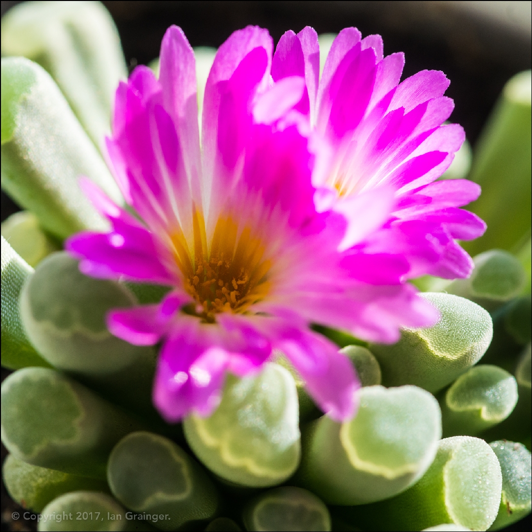 Fenestraria aurantiaca in the GardenTags plant encyclopedia Baby Toes in the GardenTags plant encyclopedia