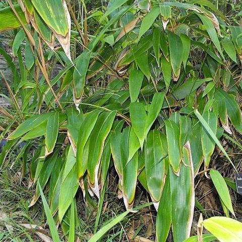 Indocalamus tessellatus in the GardenTags plant encyclopedia Large-leafed bamboo in the GardenTags plant encyclopedia