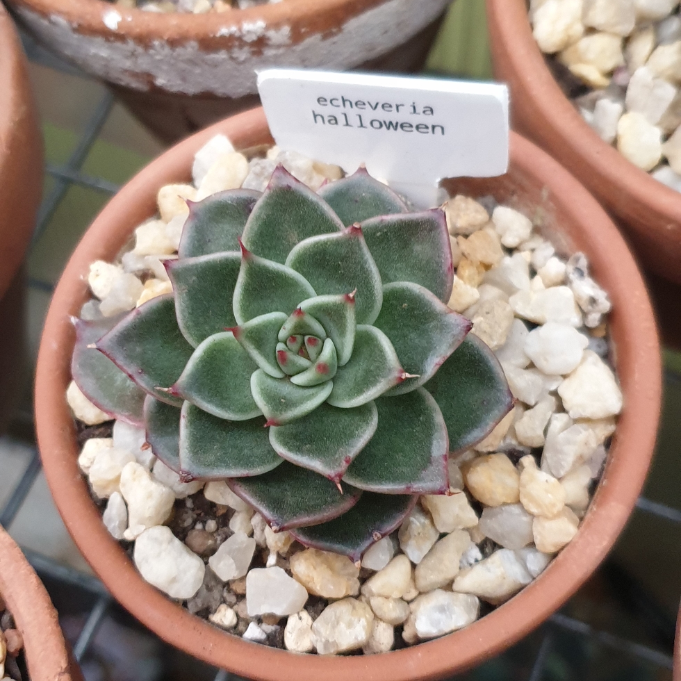 Echeveria Halloween in the GardenTags plant encyclopedia Echeveria Halloween in the GardenTags plant encyclopedia