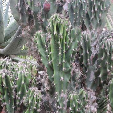 Cereus peruvianus Monstrosus in the GardenTags plant encyclopedia Monstrose apple cactus, in the GardenTags plant encyclopedia