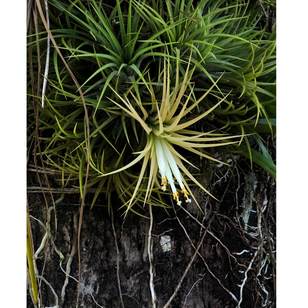 Tillandsia ionantha Druid in the GardenTags plant encyclopedia Airplant Druid in the GardenTags plant encyclopedia