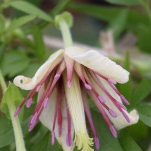 Clematis forrestii Napaulensis in the GardenTags plant encyclopedia Clematis Napaulensis in the GardenTags plant encyclopedia